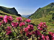 13 Rhododendron ferrugineum (Rododendro rosso) con Lago di Valmora e Monte Mincucco a dx